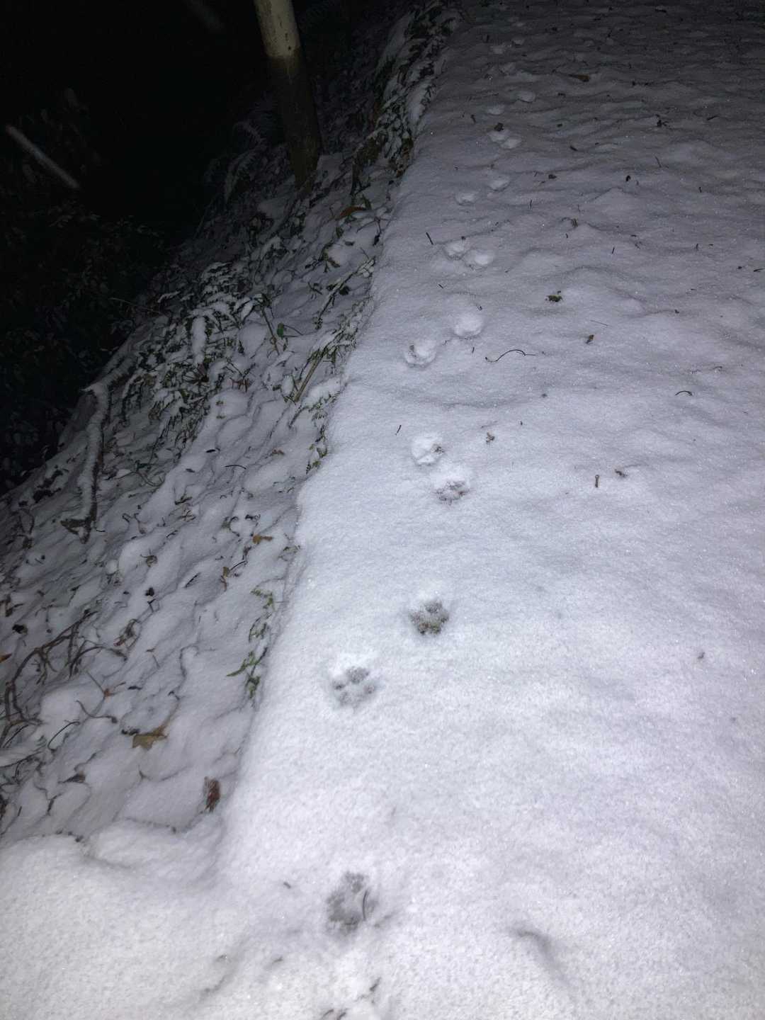 誰の足跡🐾かな？