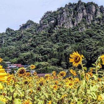 入山前に寄ろうとしてすぐ近くなのに見過ごしたひまわり畑🌻背後には険峻な岩櫃山🛘