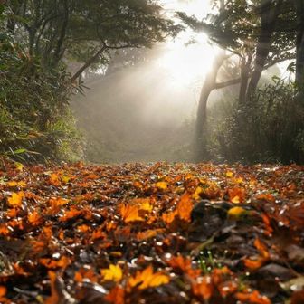 ここも落葉が綺麗でローアングル攻め📸