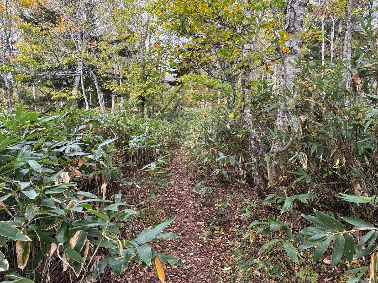 桂岡登山口-銭函峠-春香山 往復コースの写真