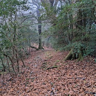 登山道（落ち葉が～！）