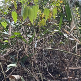 このジャングルの中にピーク😳この山頂まで到達する人は少ないようだ。諏訪山