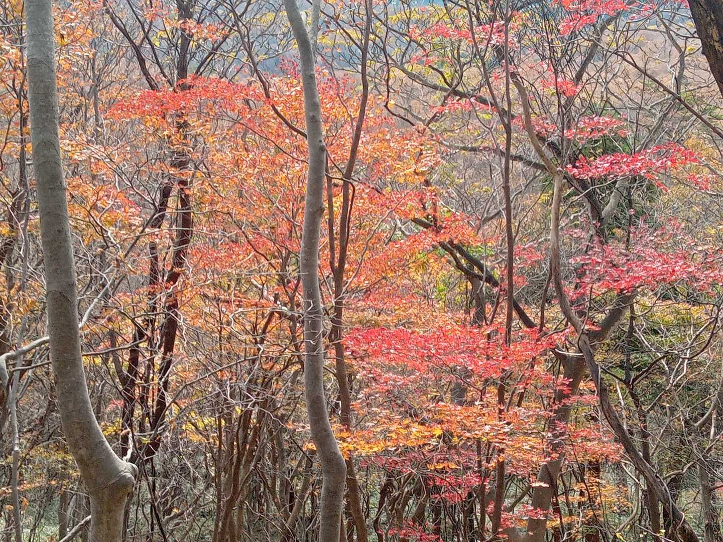 一幅の襖のような景色