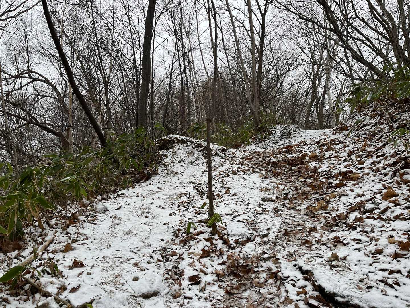 西大倉山への分岐