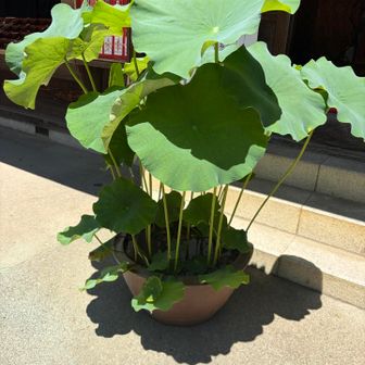 このポットで蓮の葉が育つのすごい