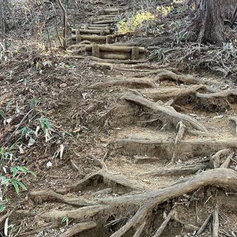 尾根に出るまでのひと頑張りだ、と思っていたが