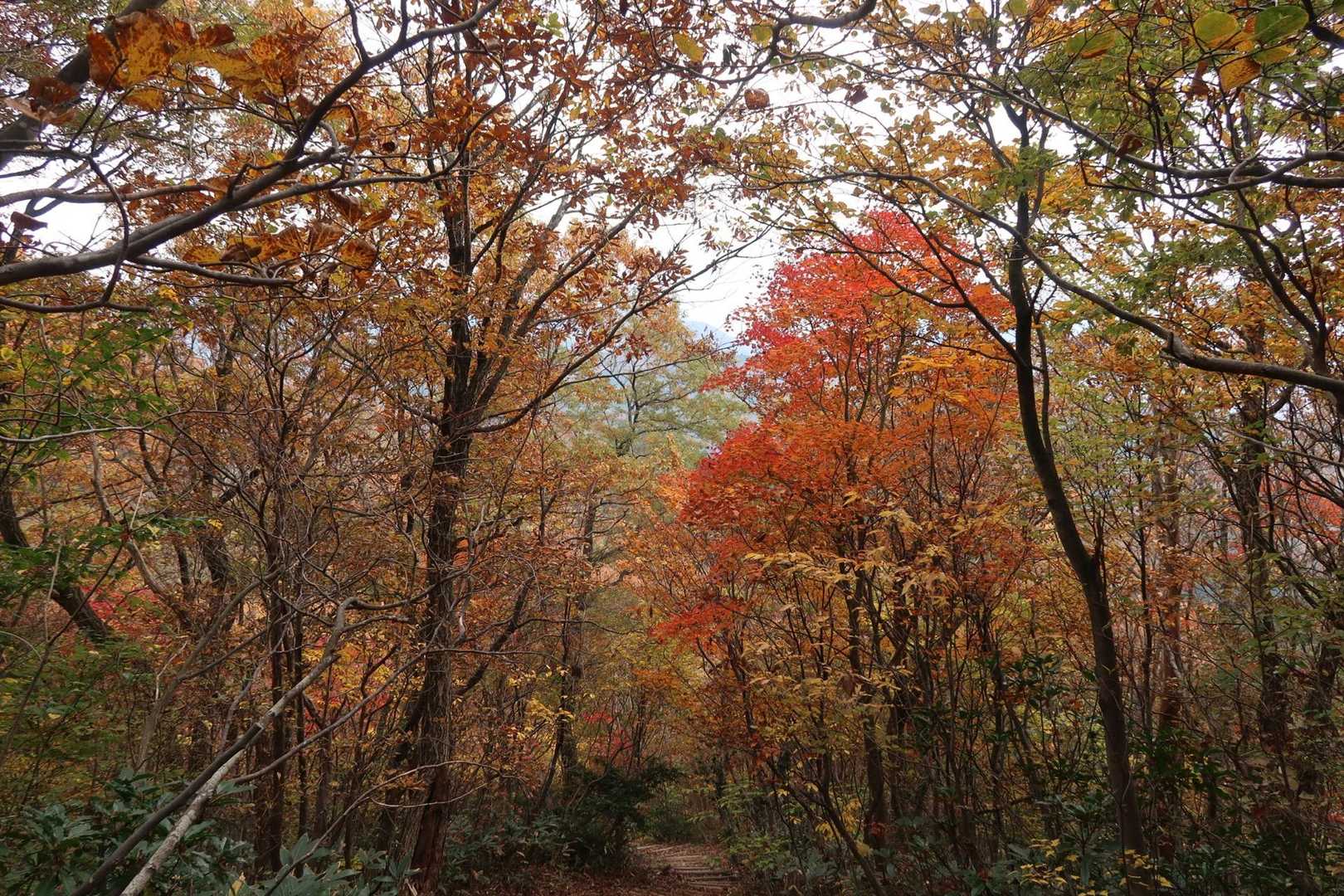 大倉岳 周回コースの写真