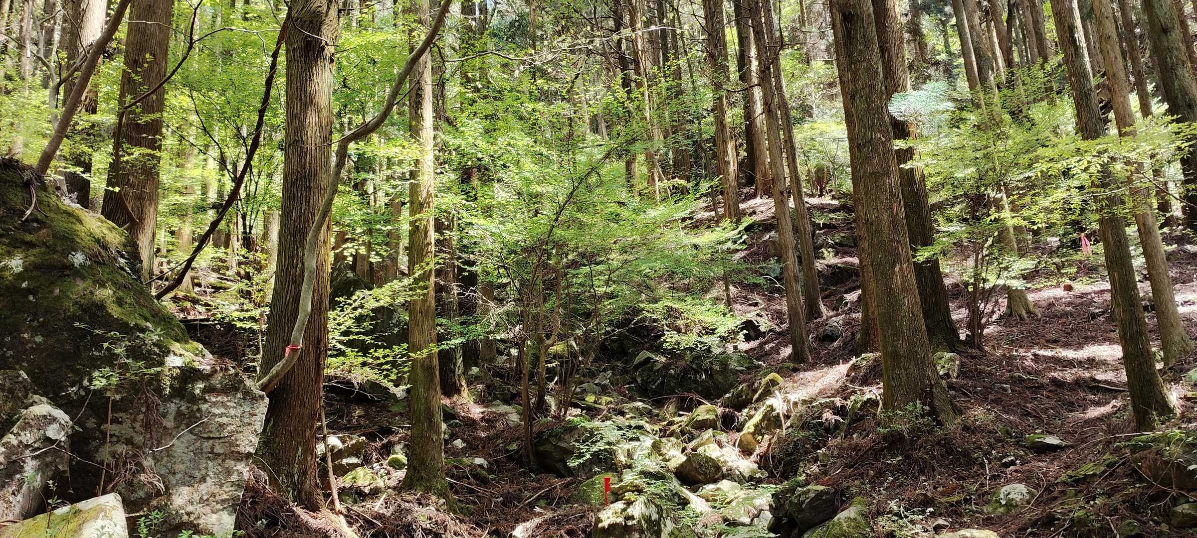 新緑の森に、オオルリが飛翔してました！
美しかった、映像は無いけど、笑
今日の山歩き終了です！
最後までありがとうございました！