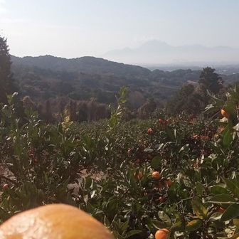相方が「素敵ですね〜」って言ったら「食べてみる」っと！相方が3つもらう🙌
甘くておいしかったです🙏
