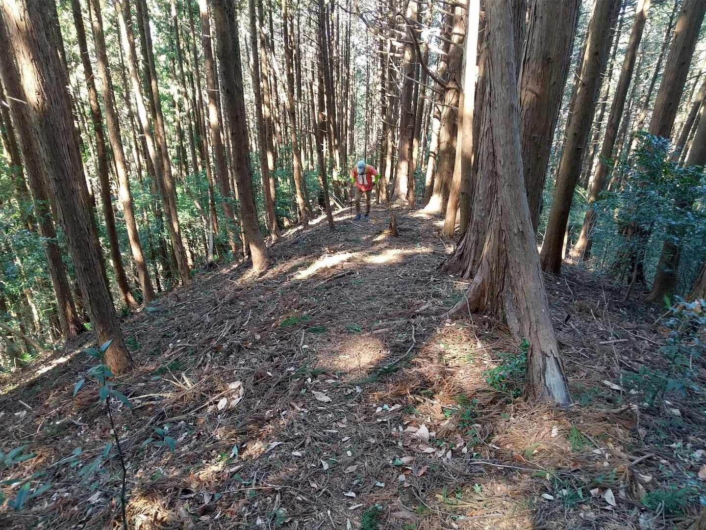 三峯山-鳥屋山-牧場山-西登山口 縦走コースの写真