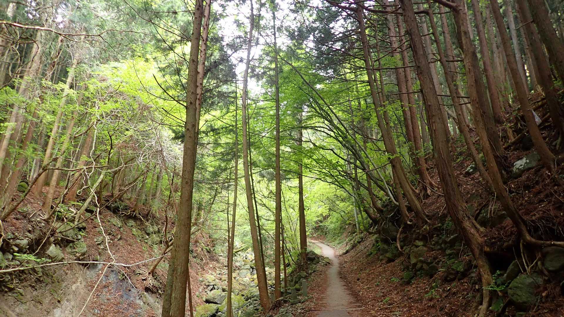 参道🌲