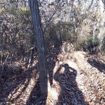 大明神山はパス！