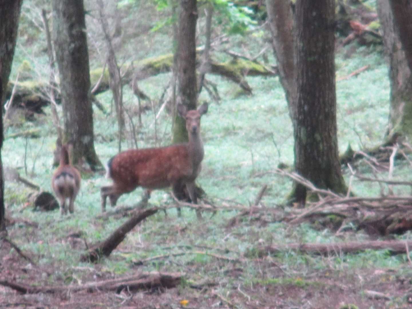 鹿がいた