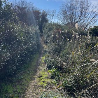 何気に、両サイドはお茶の葉🍃