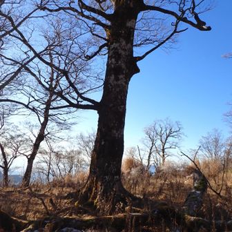 ピークハントに白ヶ岳山頂に寄り道。
