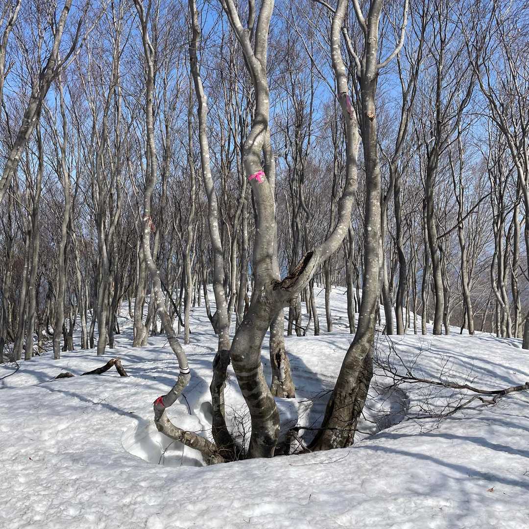 仁王山の山頂付近🐾