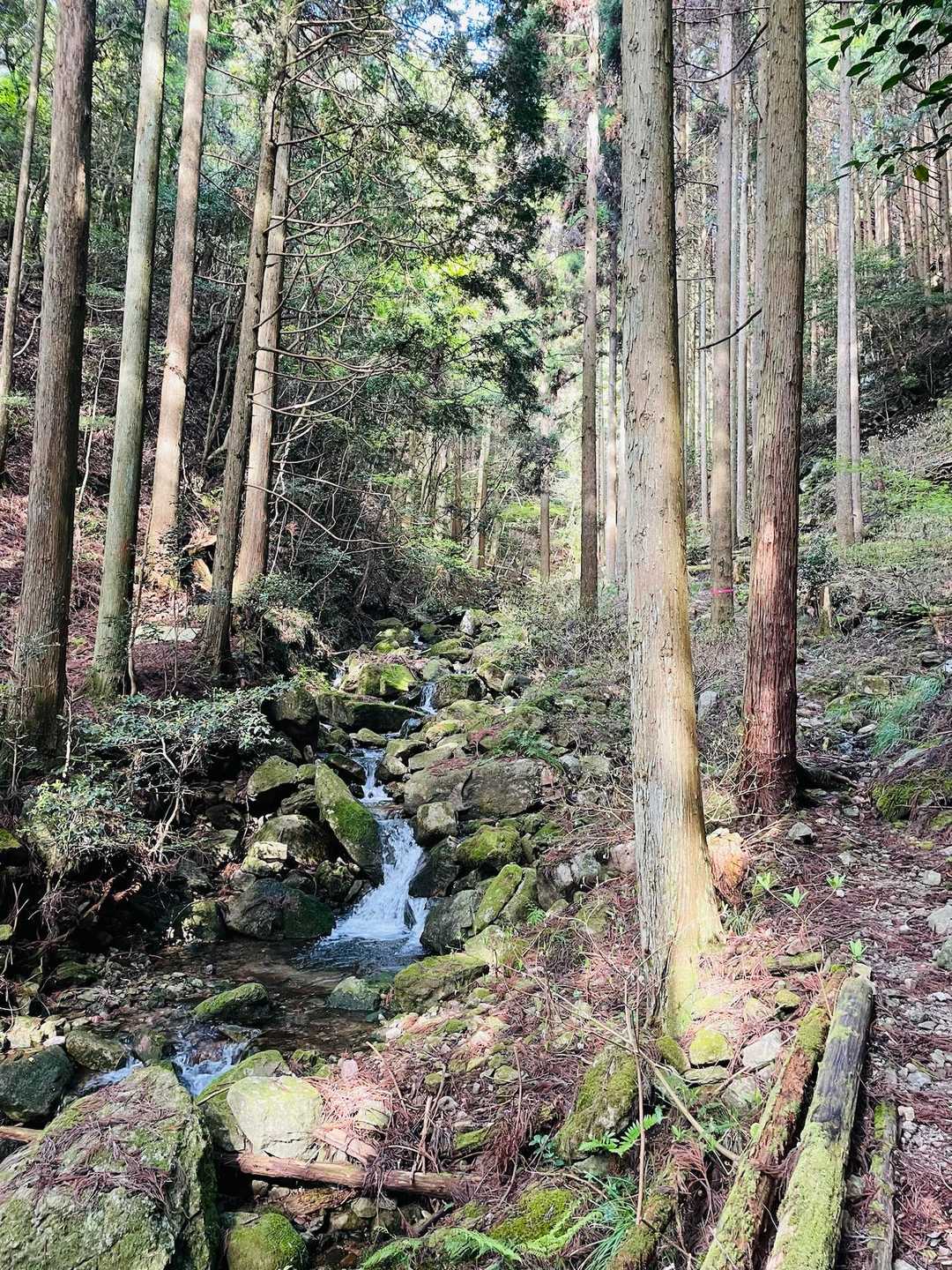 入ってすぐ、いきなり雰囲気良し🎵
沢沿いを歩いていく