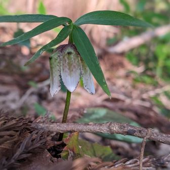 コシノコバイモ