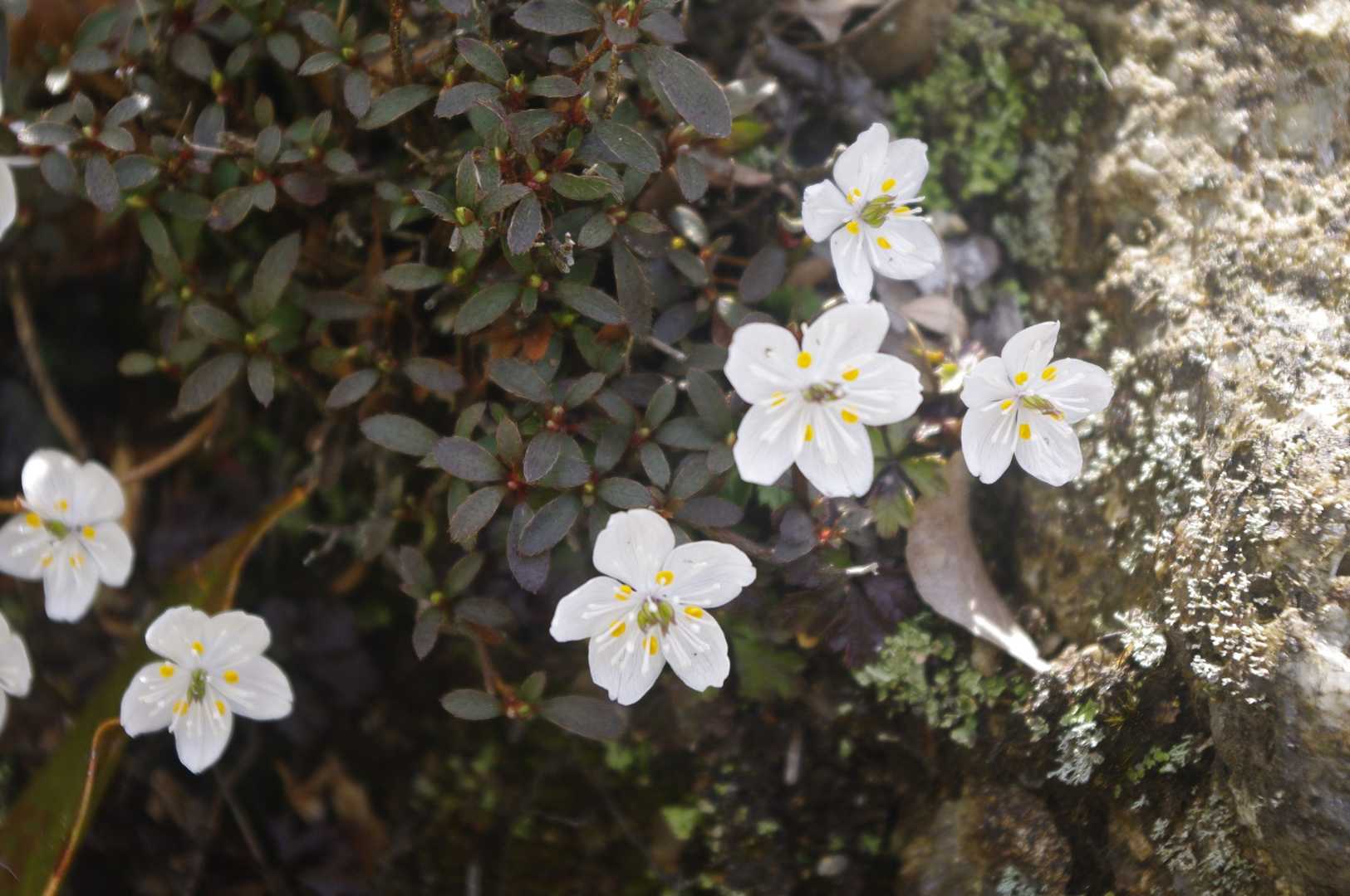 子ノ泊山の写真
