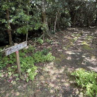 大配(オハイ)方面へ進む