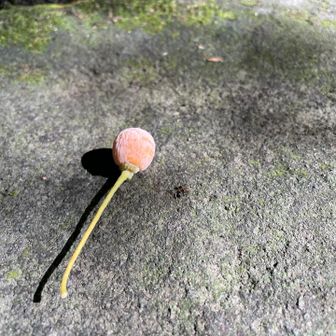 銀杏さん。

サングラス🕶️回収し下山。