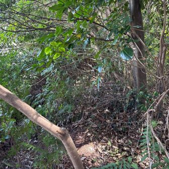 この辺りが市丸山山頂