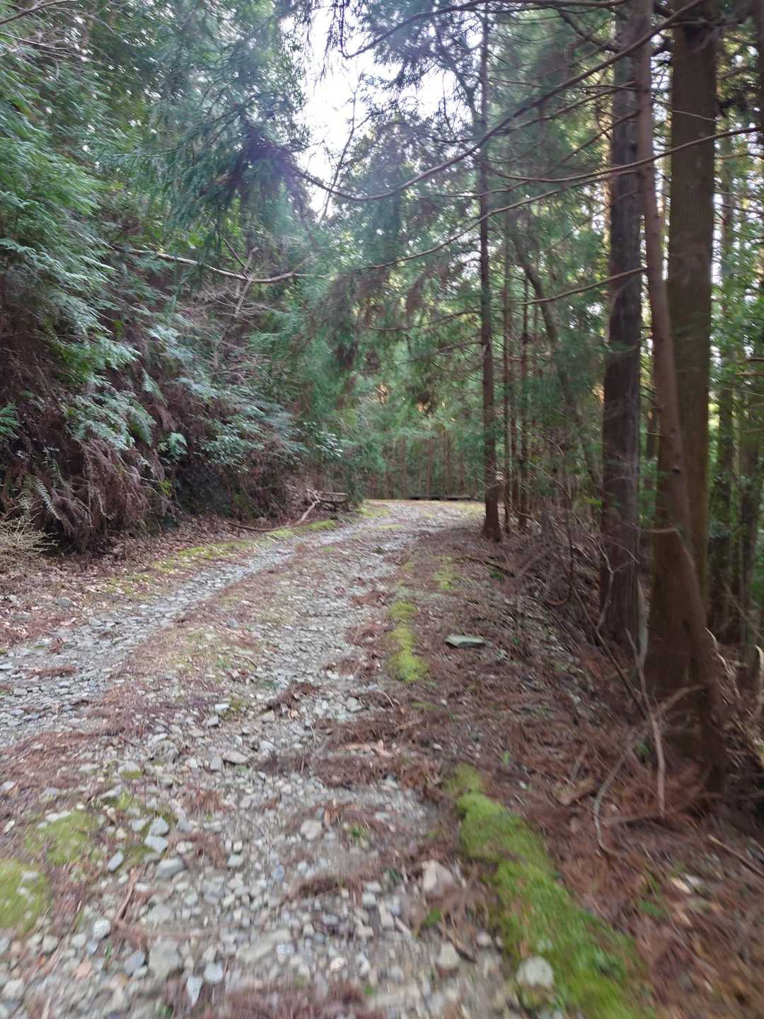 しばらく林道歩きです🚶
クロカン四駆とかオフロードバイクなら余裕で走れる林道でした💨