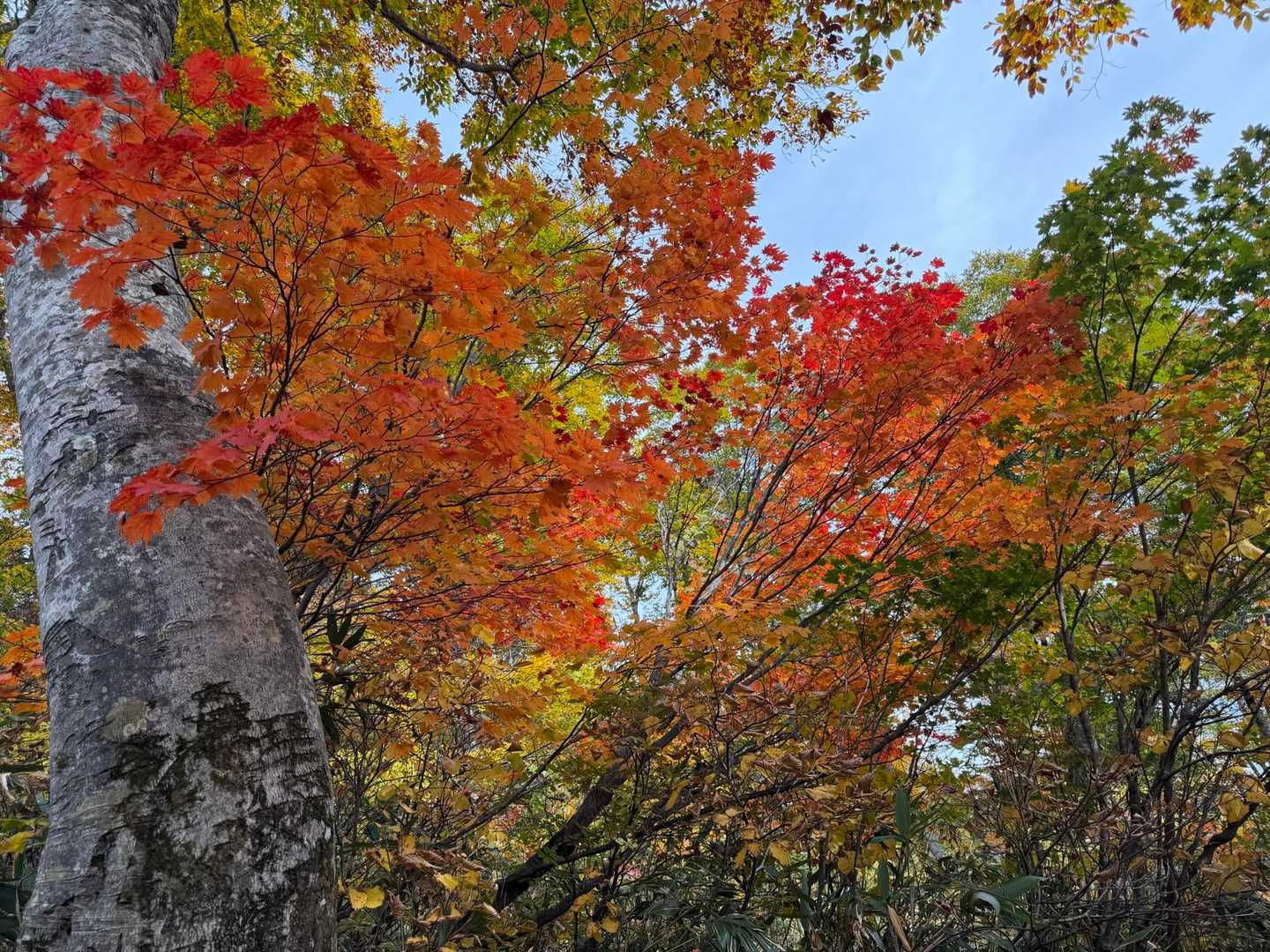 滝沢登山口-駒ノ大池-会津駒ヶ岳 往復コースの写真
