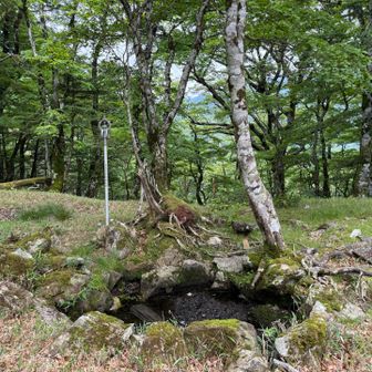 尾根道なので水が少ないから動物たちはどうしてるんだろうと思っていたら、小さな池があった。