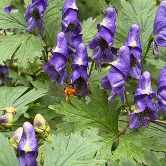 猛毒のトリカブトも、花の蜜は美味しいのね🐝