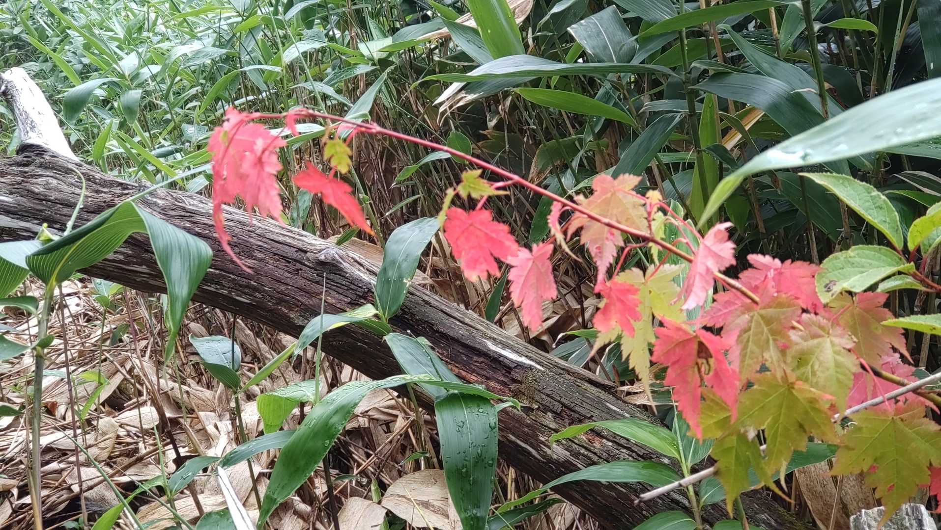 え！もう紅葉