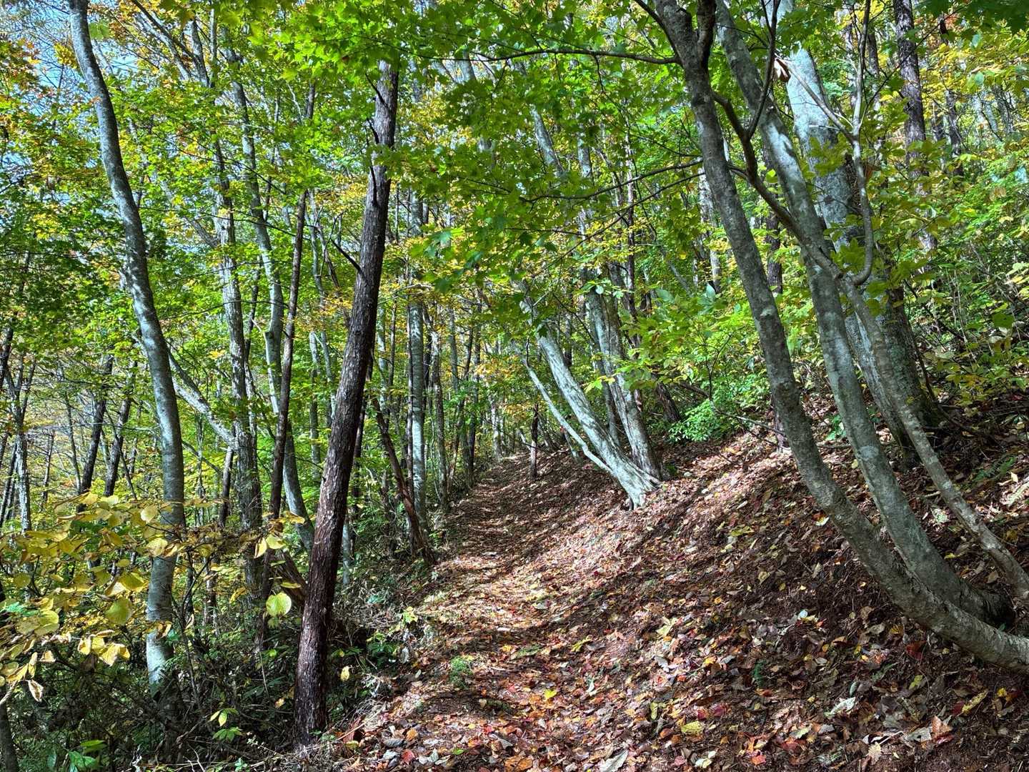 コブノ背-アオノ背-寒風山 往復コースの写真