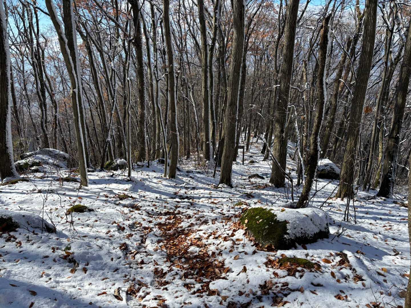 雁田山 縦走コースの写真