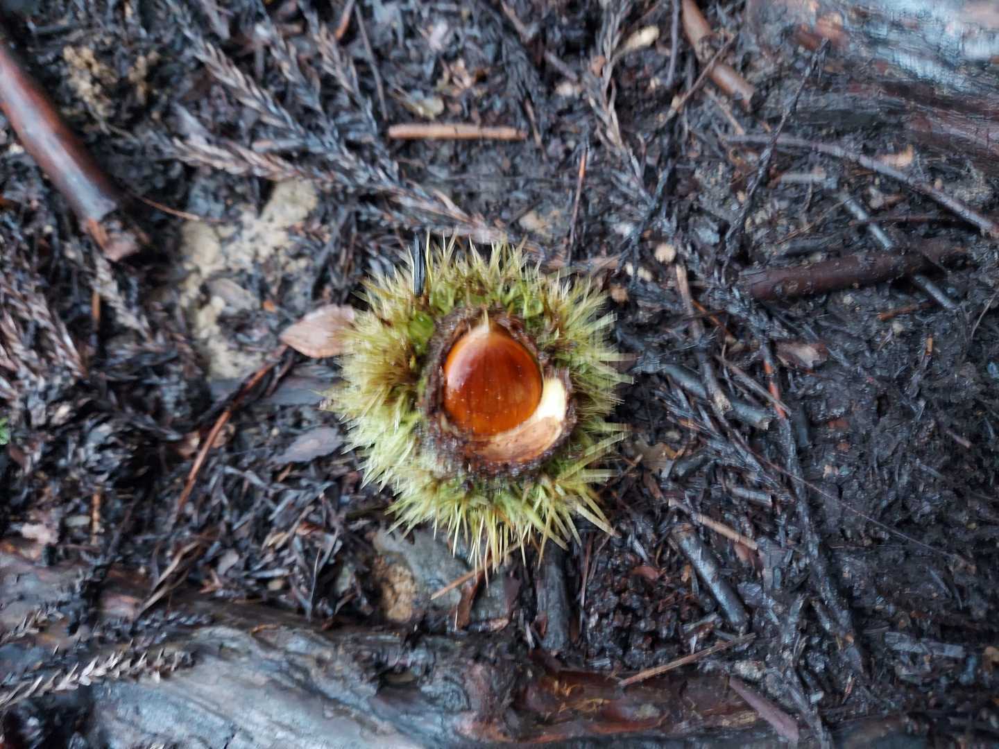 栗🌰
