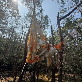 皆さんの日記でよく見るパラシュート🪂
なんでこんなとこに？