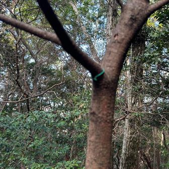 テンプレがなくなってる。