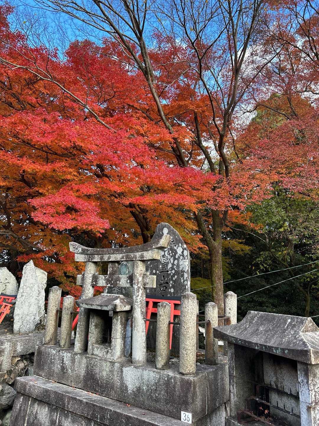 溢れそうな紅葉🍁
