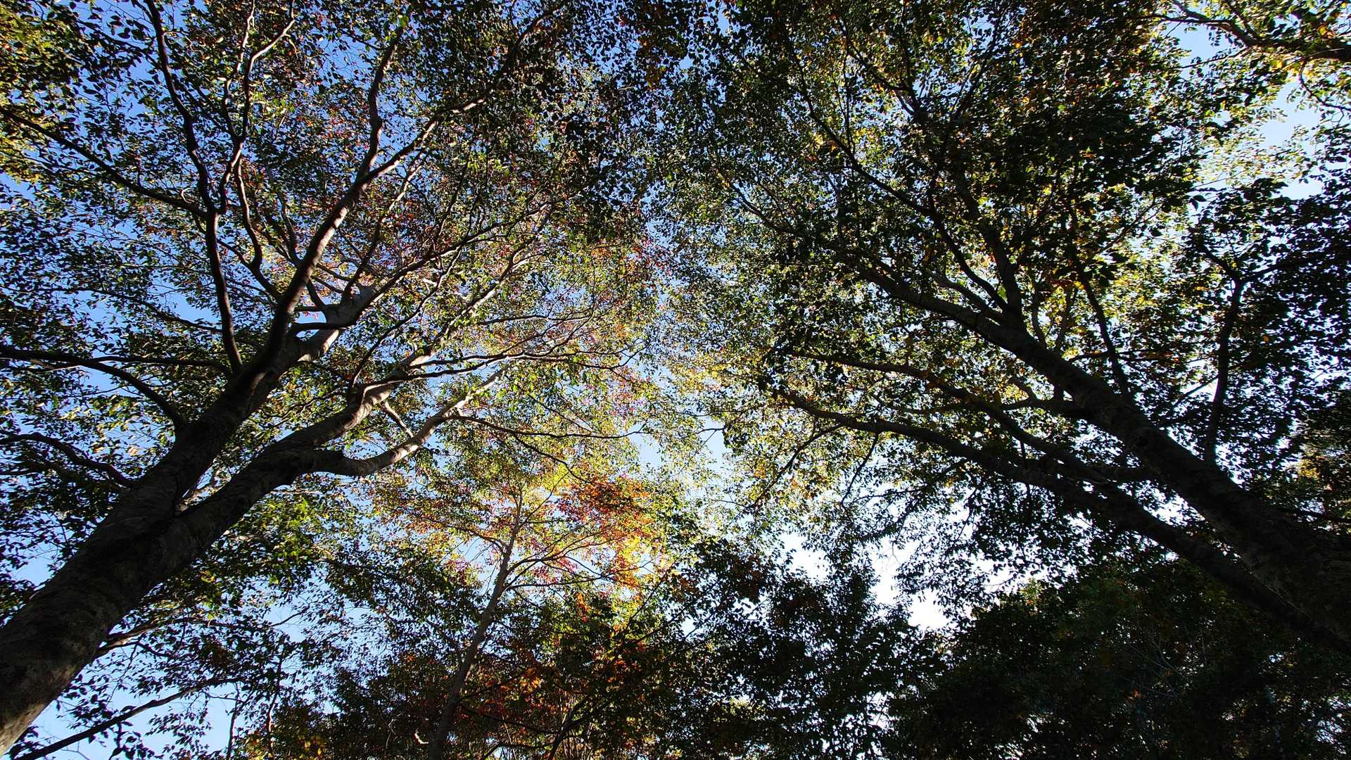 赤兎山往復 | 白山を間近に望む、赤池と高山植物が広がる福井唯一の高層湿原の写真