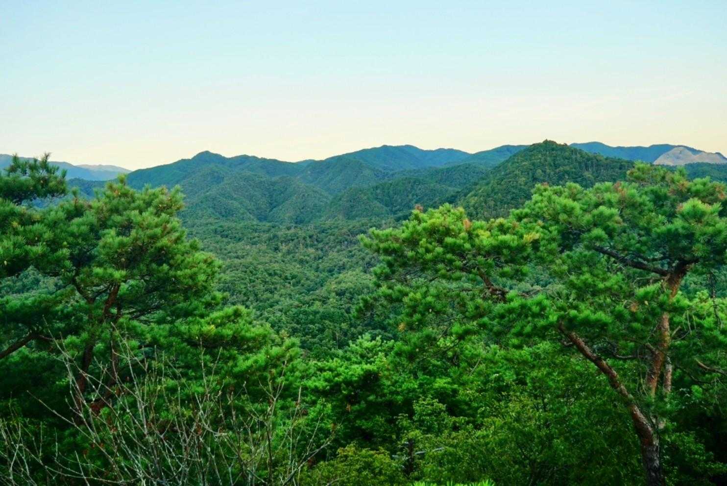 正法寺山登山口-絆の御神木-正法寺山-正法寺山最高点 往復コースの写真