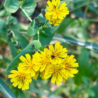 ヤクシソウ🌼