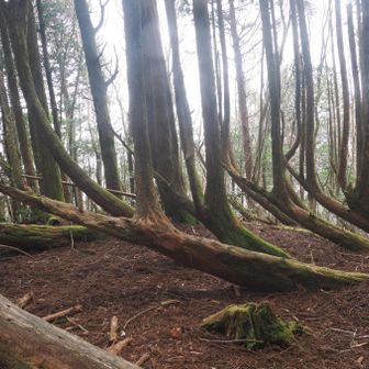 転んでも真っ直ぐに立ち上がる生命力