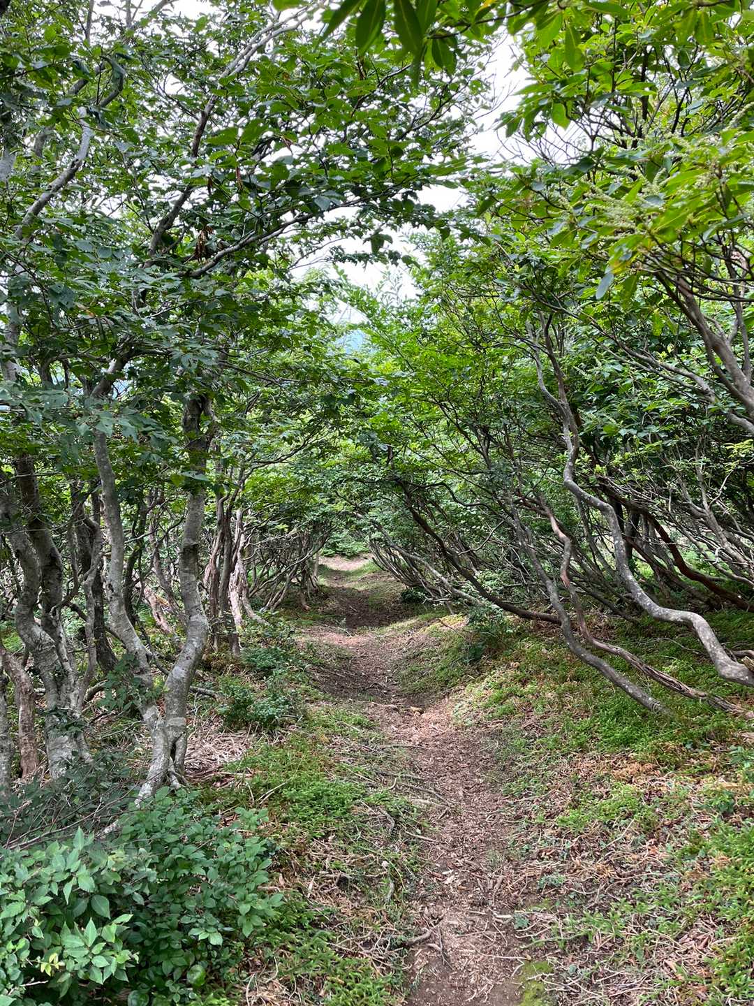 赤坂山 周回コースの写真