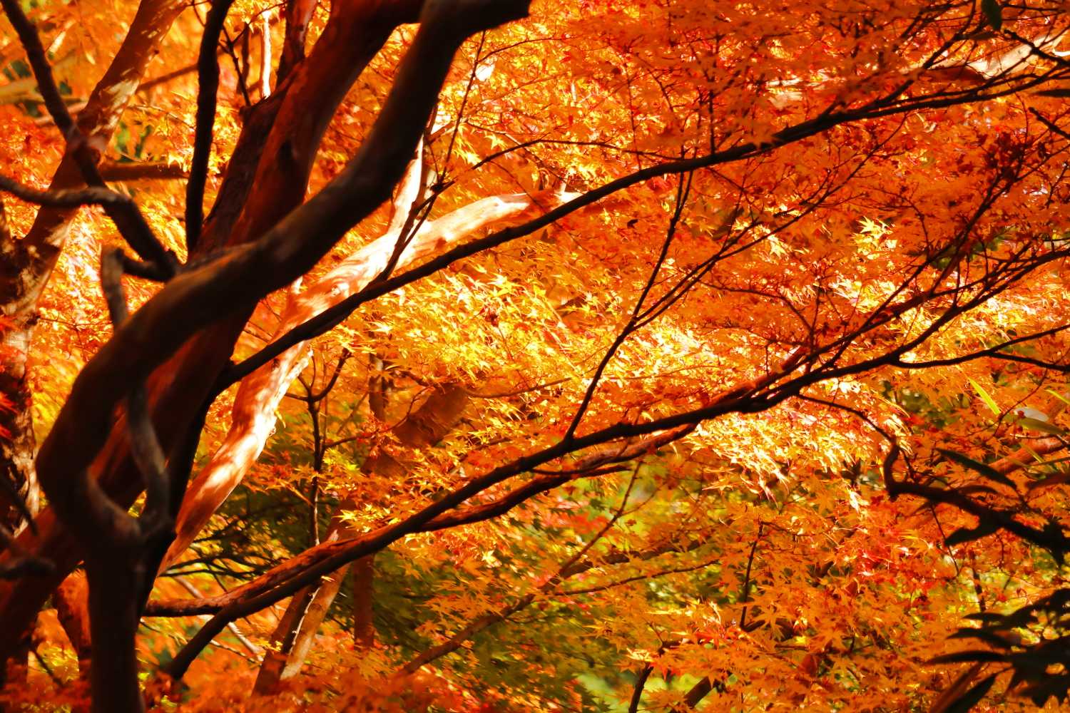 紅葉に夢中になって、お寺の写真１枚も撮ってませんでした。

