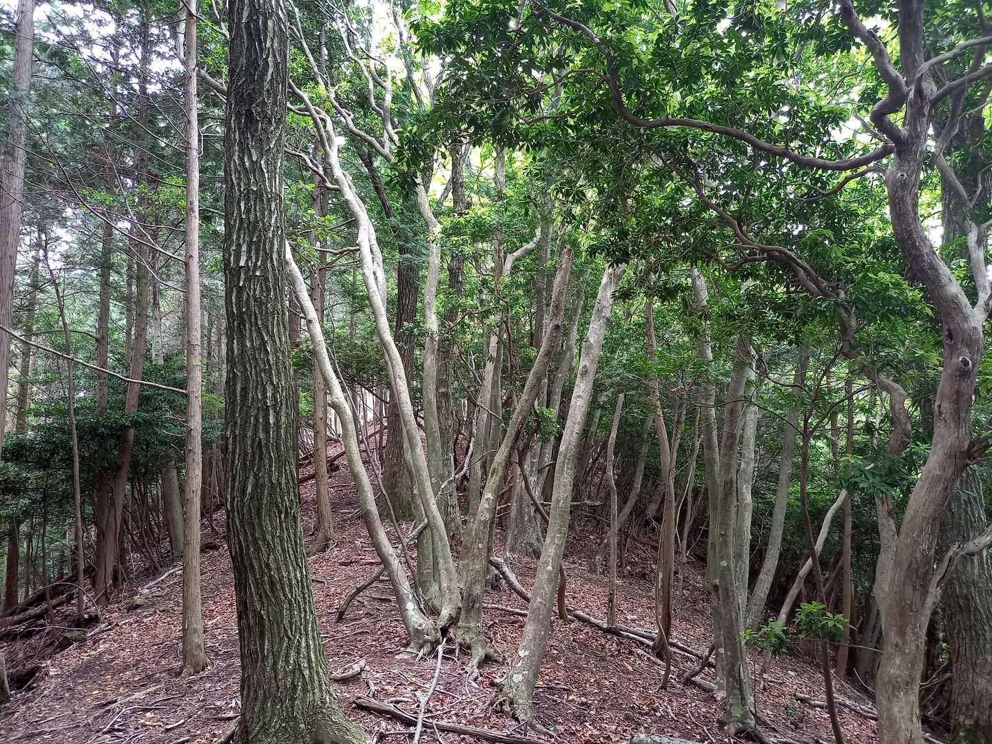 自然林の気持ちの良い道です