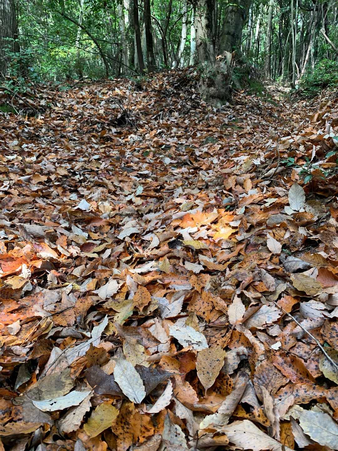 金山 往復コースの写真