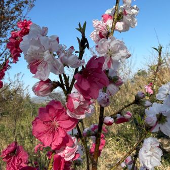 白と赤の花が同じ枝に。不思議。