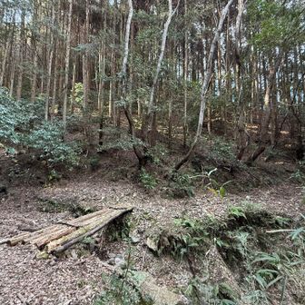 紀泉アルプス・飯盛山・ボンデン山 たいした勾配もない道が続く