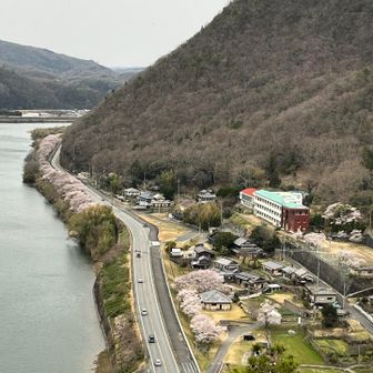 家路を急ぐ車と桜並木