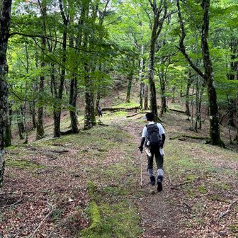 山道を歩けるだけで、