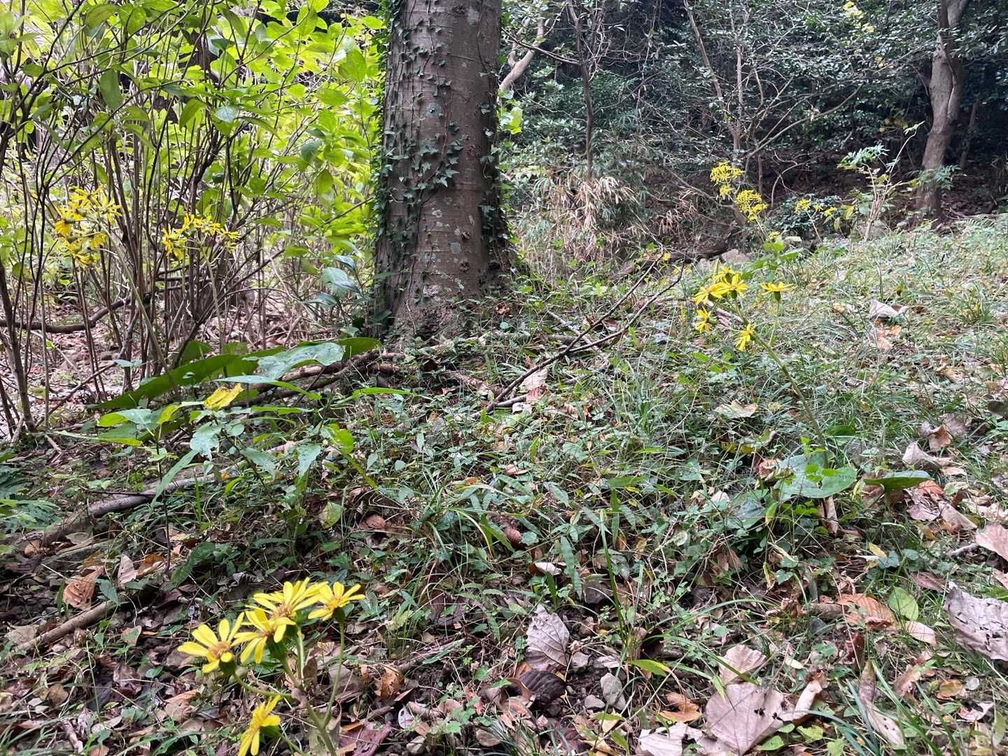 登山口からツワブキの花がいい感じに咲いてました